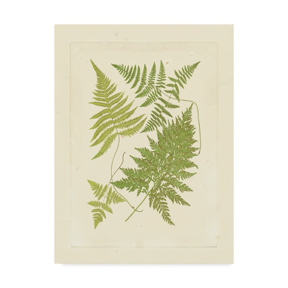 Trademark Fine Art 'Ferns with Platemark VI' Canvas Art by Vision Studio