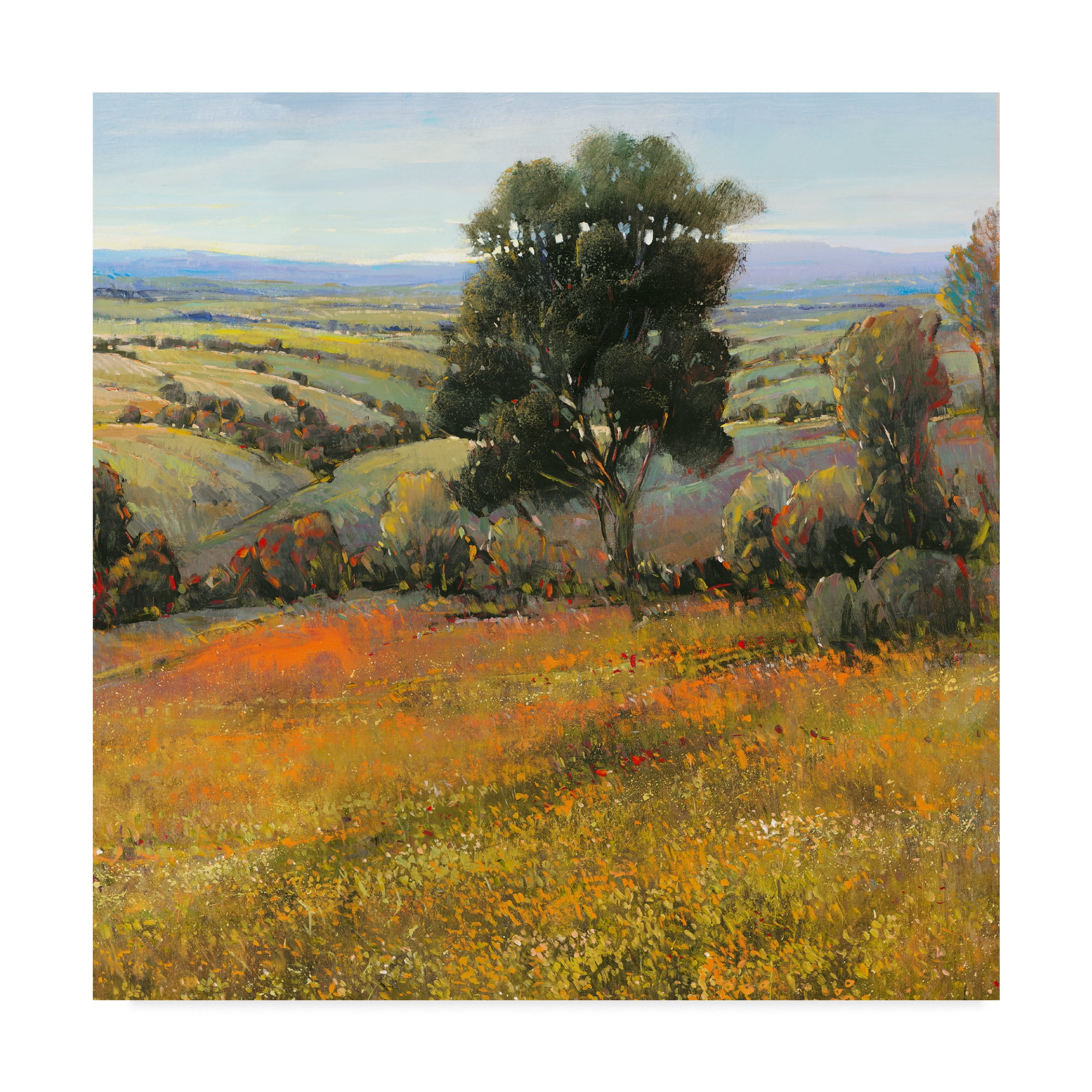 Trademark Fine Art 'Field in Summer' Canvas Art by Tim OToole