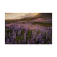 thumbnail image 1 of Trademark Fine Art 'Field of Lupines' Canvas Art by Danny Head, 1 of 4
