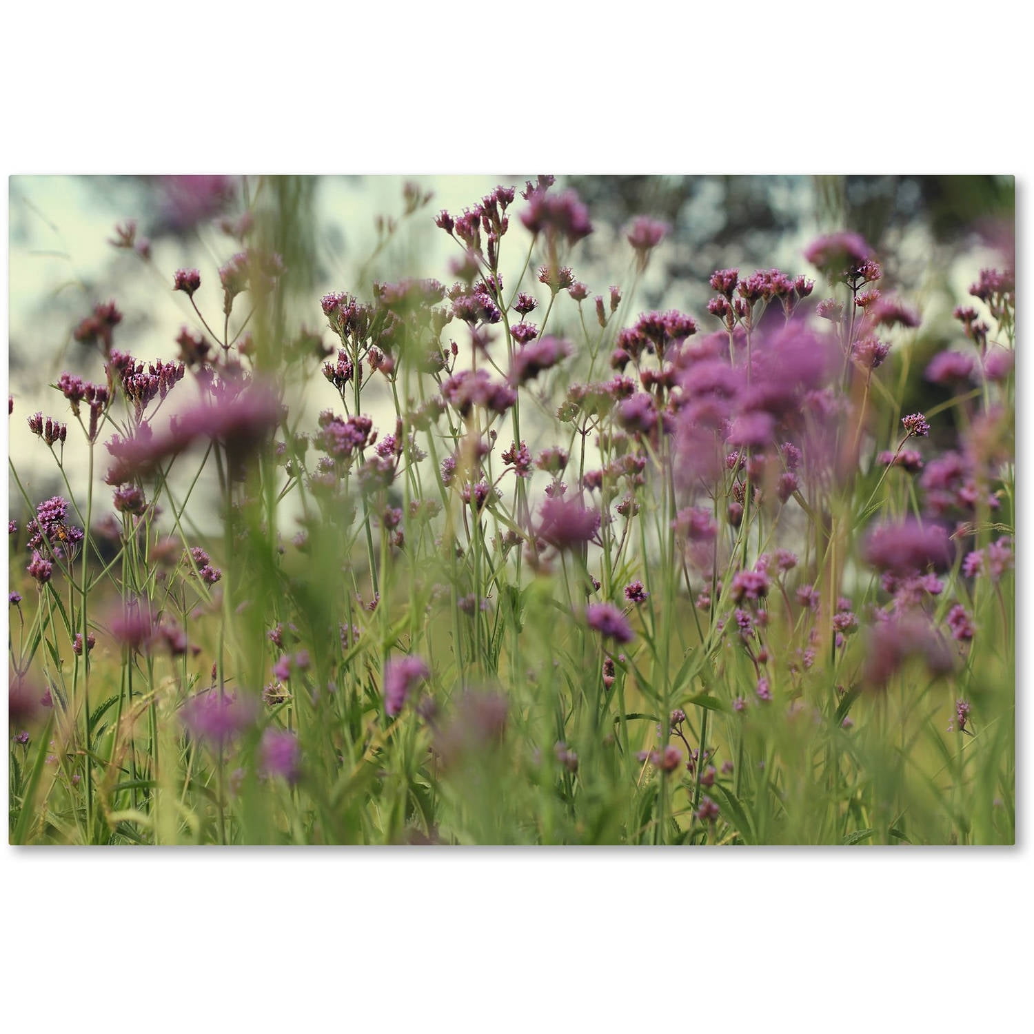 Trademark Fine Art "Field of Purple" Canvas Art by Beata Czyzowska Young