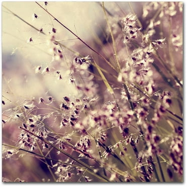 Trademark Fine Art "Field of Sunshine" Canvas Art by Beata Czyzowska Young