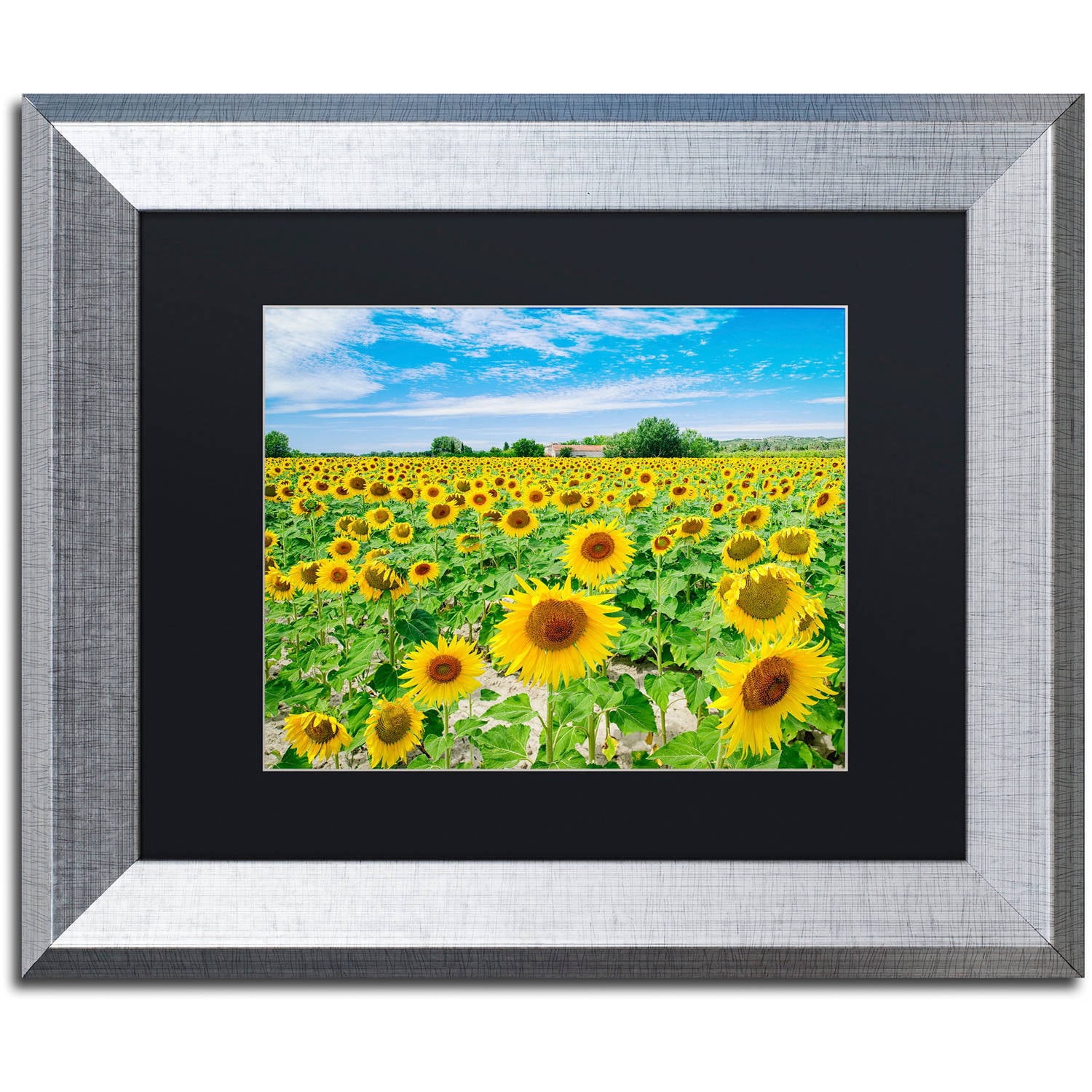 Trademark Fine Art "Field of Yellow" Canvas Art by Michael Blanchette Photography Black Matte, Silver Frame
