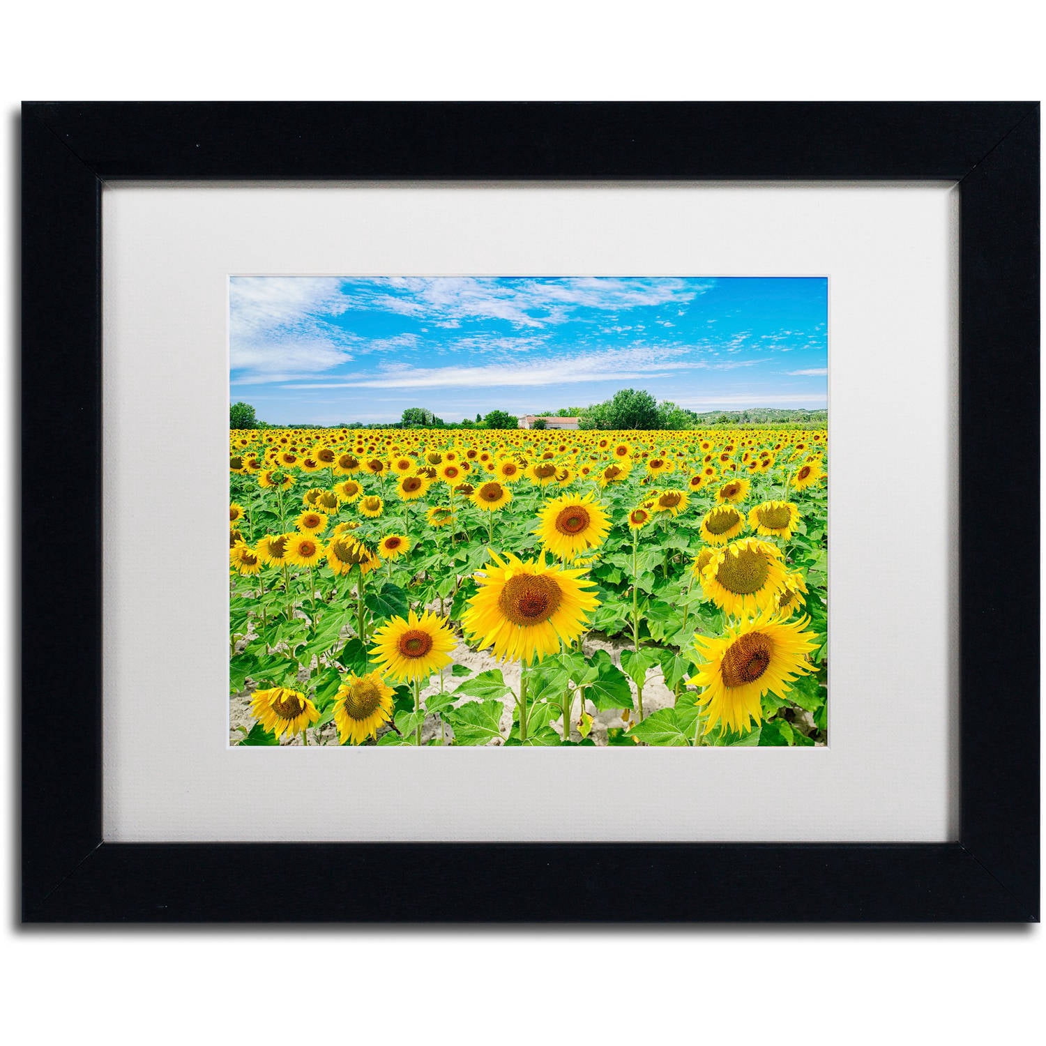 Trademark Fine Art "Field of Yellow" Canvas Art by Michael Blanchette Photography White Matte, Black Frame