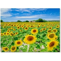 Trademark Fine Art "Field of Yellow" Canvas Art by Michael Blanchette Photography