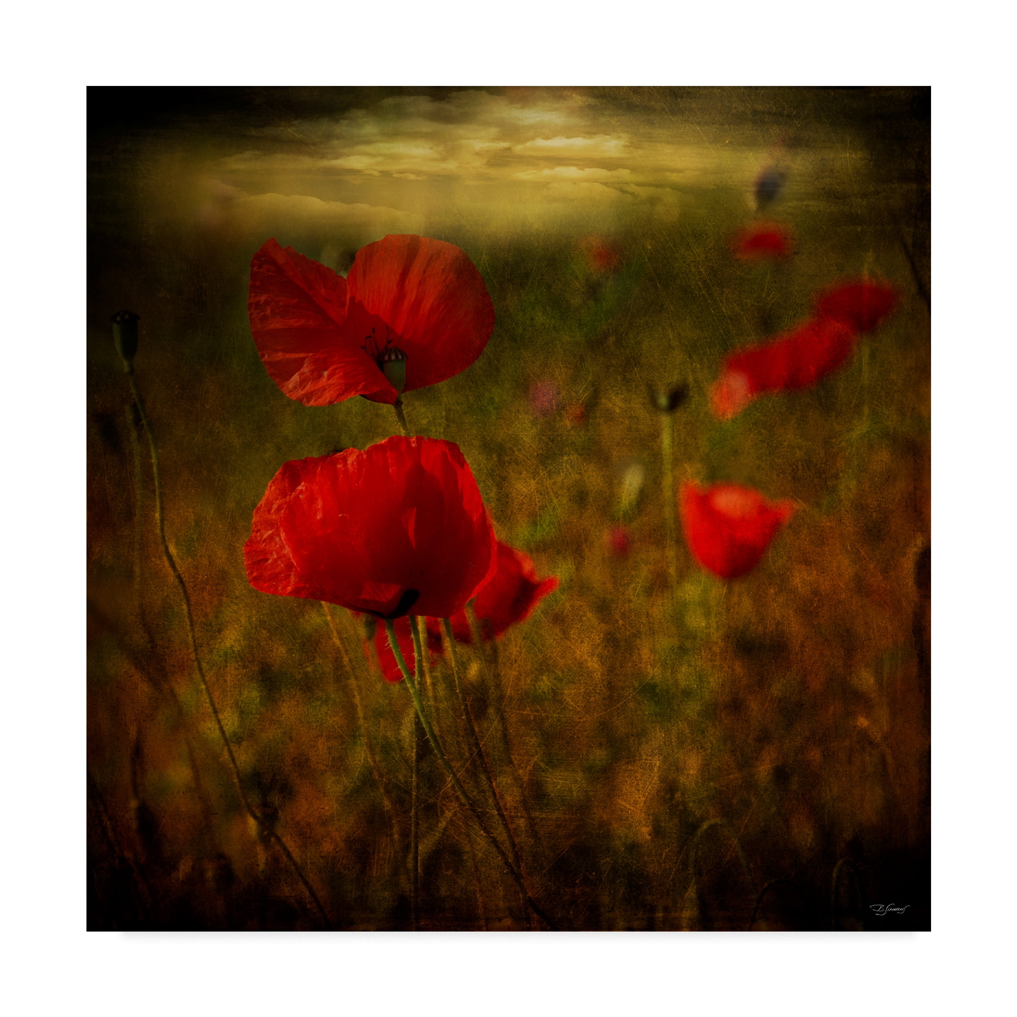 Trademark Fine Art 'Fields Of Red Ii' Canvas Art by Barbara Simmons