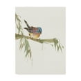 thumbnail image 1 of Trademark Fine Art 'Finch v2' Canvas Art by Chris Paschke, 1 of 3