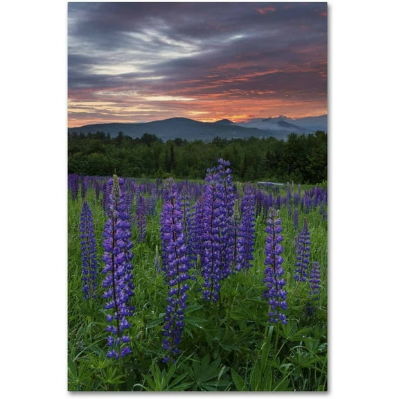 Trademark Fine Art 'Fire in the Sky' Canvas Art by Michael Blanchette Photography