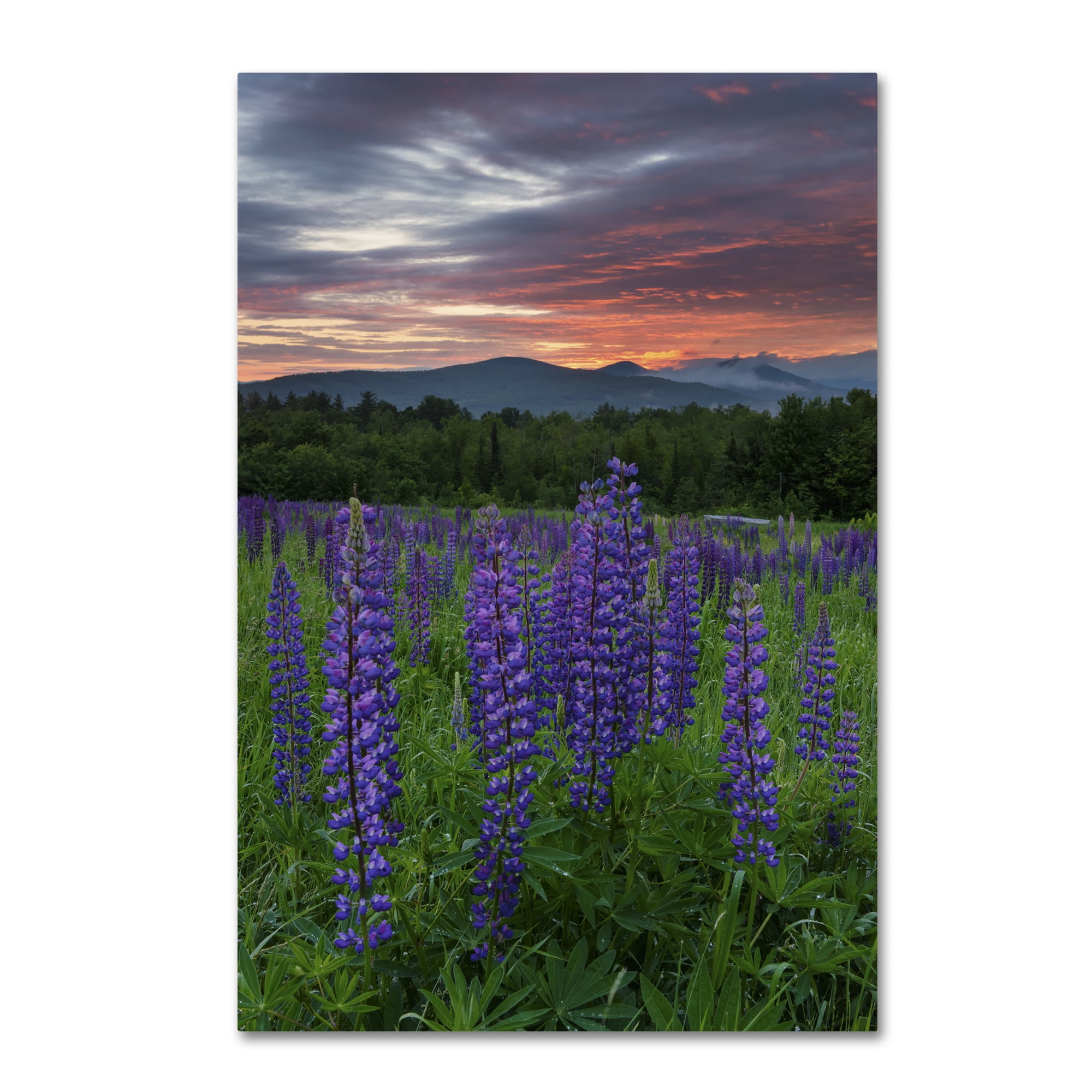 Trademark Fine Art 'Fire in the Sky' Canvas Art by Michael Blanchette Photography