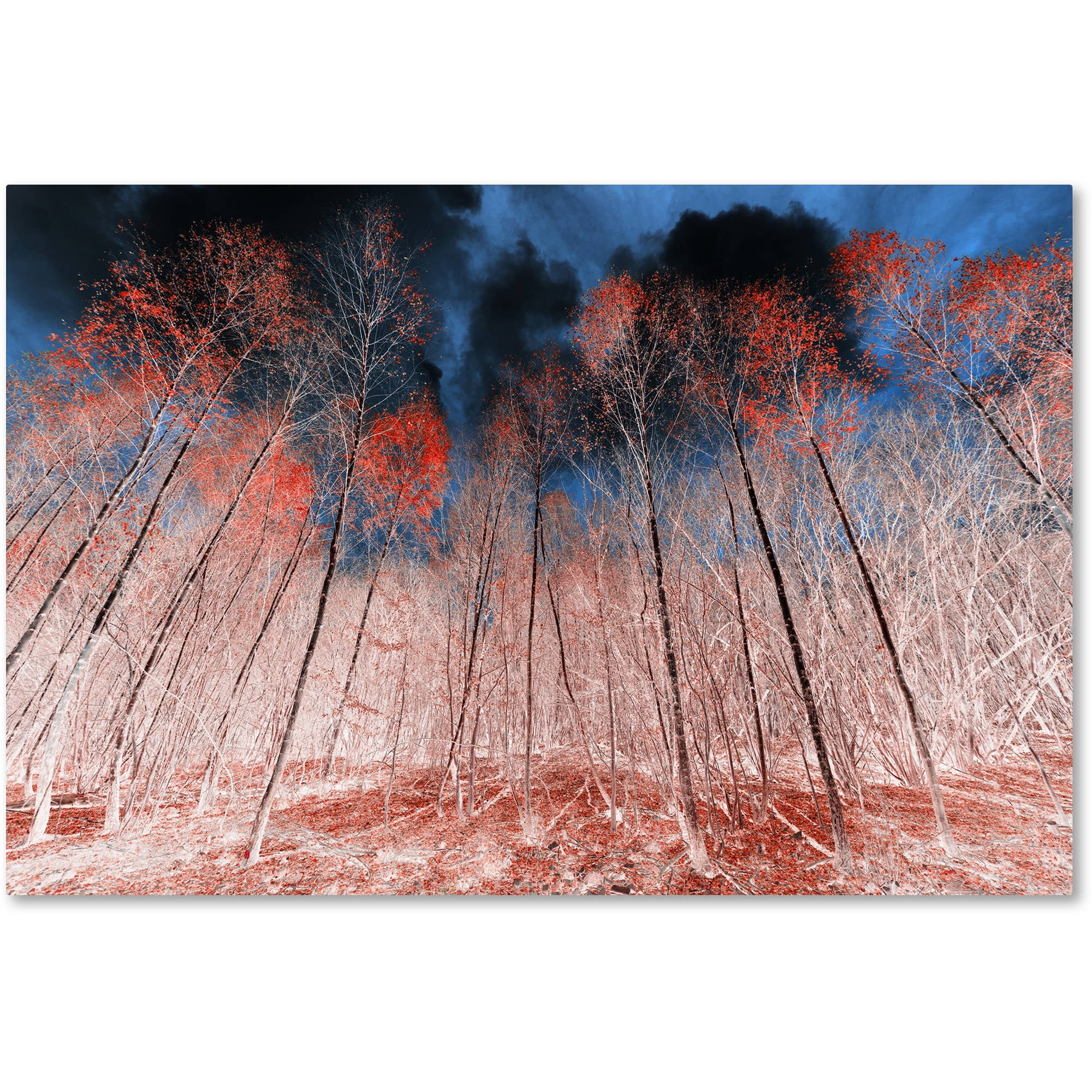 Trademark Fine Art "First Show" Canvas Art by Philippe Sainte-Laudy