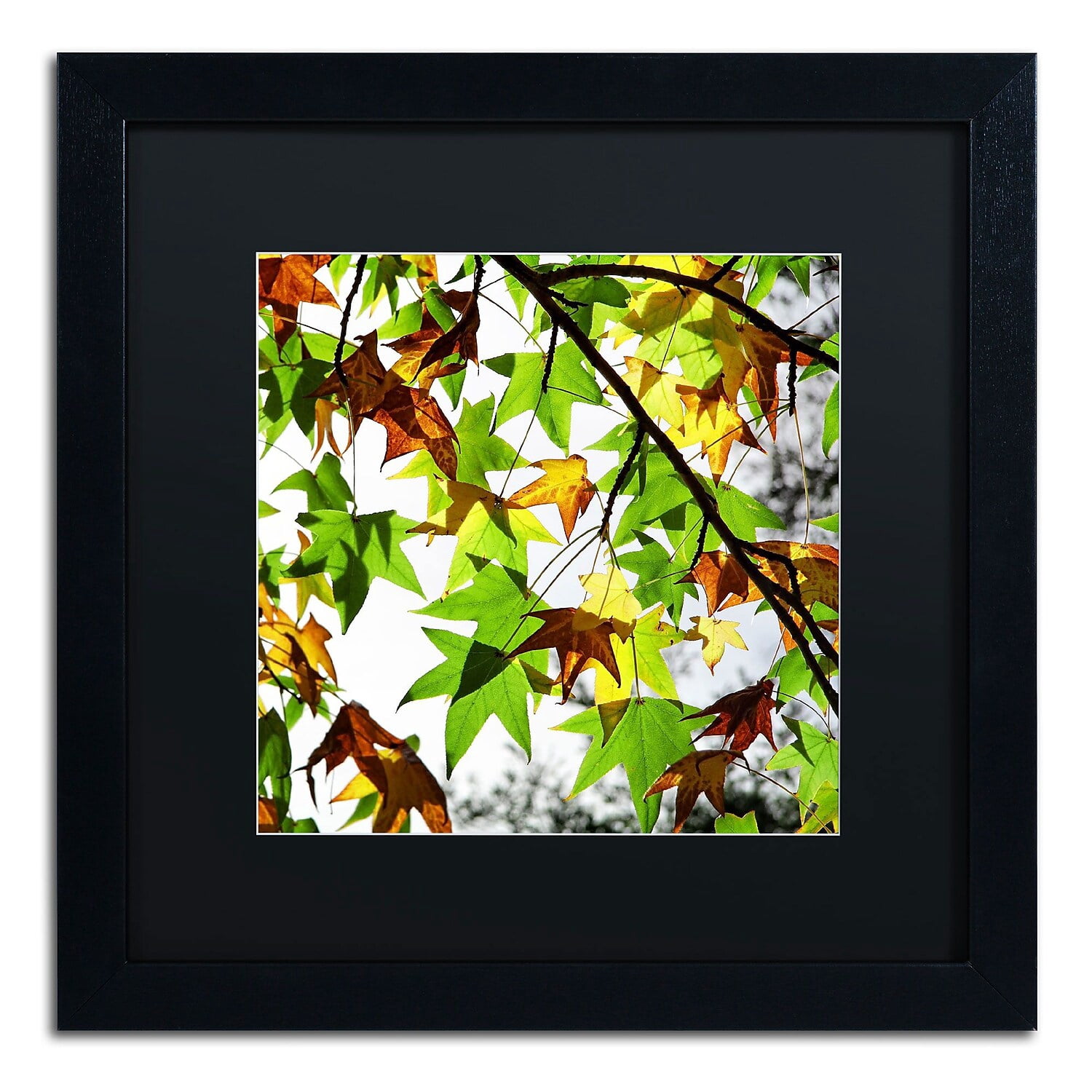 Trademark Fine Art "First Signs" Canvas Art by Beata Czyzowska Young, Black Matte, Black Frame