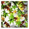 thumbnail image 1 of Trademark Fine Art "First Signs" Canvas Art by Beata Czyzowska Young, 1 of 3