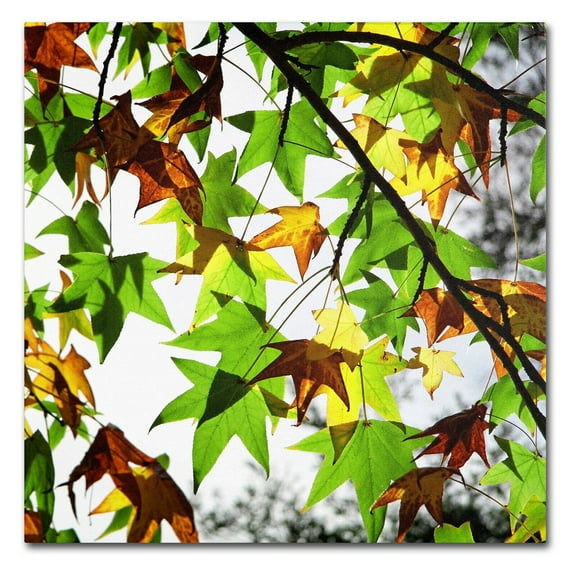 Trademark Fine Art "First Signs" Canvas Art by Beata Czyzowska Young