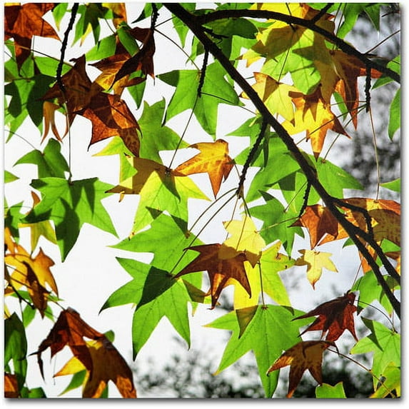 Trademark Fine Art "First Signs" Canvas Art by Beata Czyzowska Young