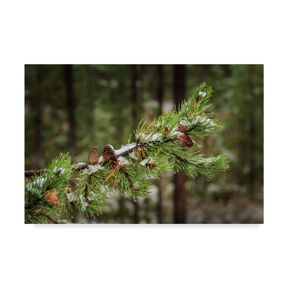 Trademark Fine Art 'First Snowfall Tree Branch' Canvas Art by Galloimages Online