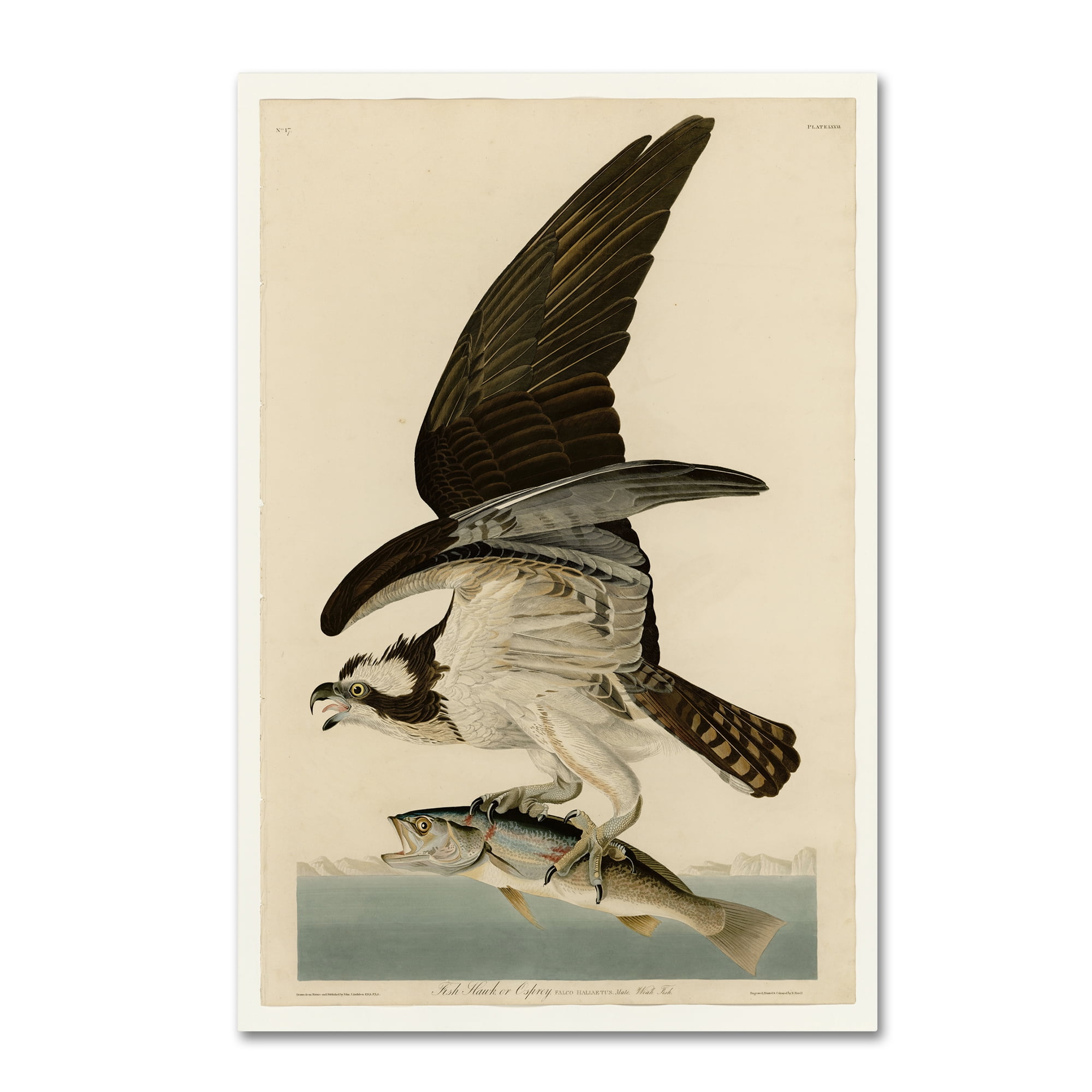 Trademark Fine Art 'Fish Hawk Or Osprey Plate 81' Canvas Art by Audubon 