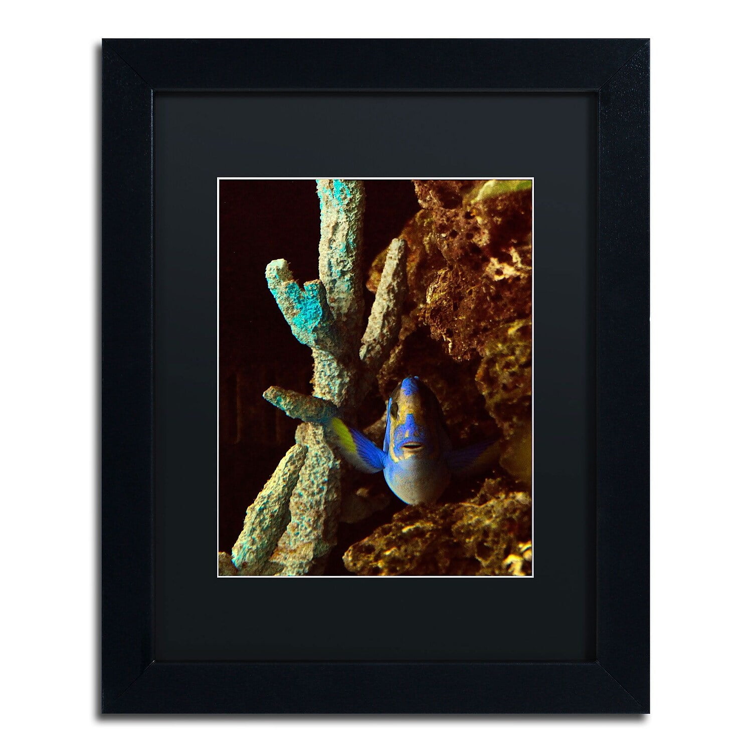 Trademark Fine Art "Fish in the Rocks" Canvas Art by Kurt Shaffer, Black Matte, Black Frame
