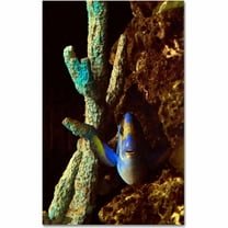 Trademark Fine Art "Fish in the Rocks" Canvas Art by Kurt Shaffer