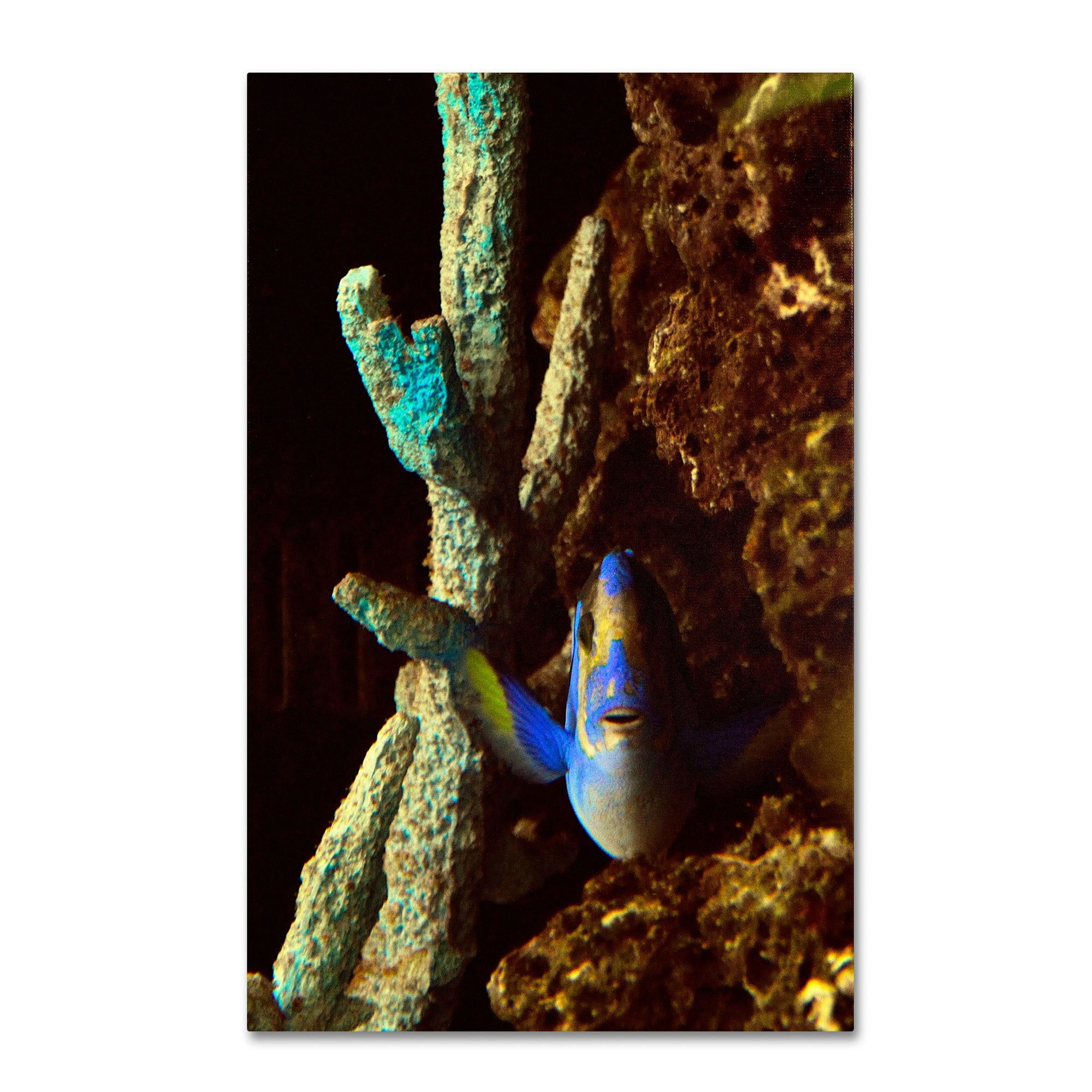 Trademark Fine Art "Fish in the Rocks" Canvas Art by Kurt Shaffer