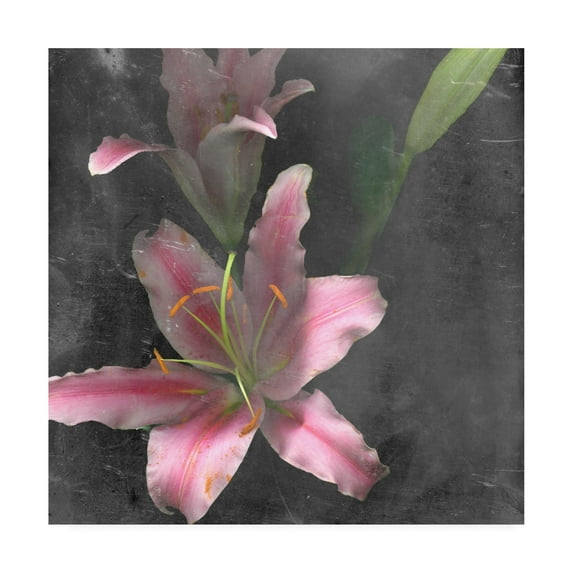 Trademark Fine Art 'Fleur de Lys I' Canvas Art by Alicia Ludwig