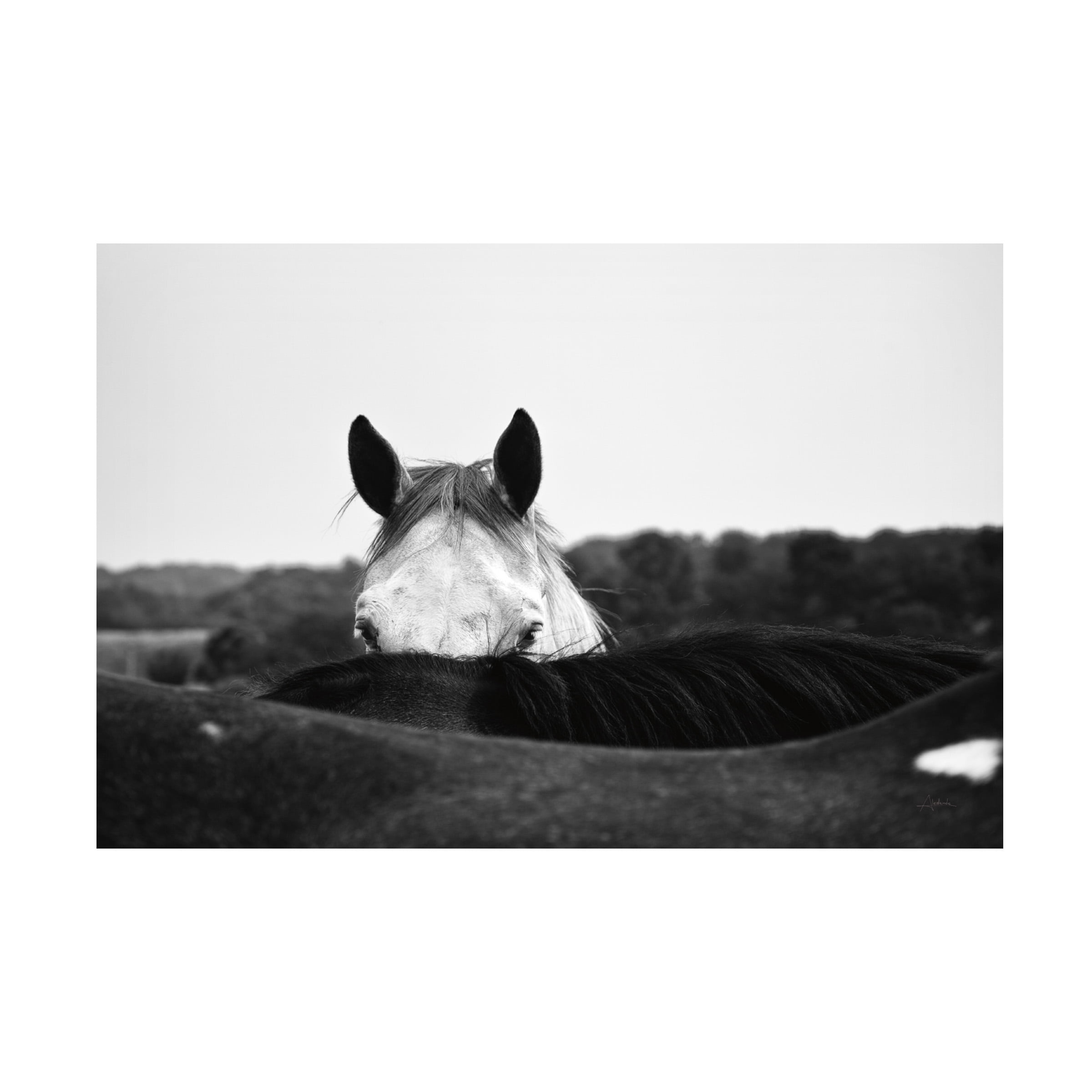 Trademark Fine Art 'Flirt White Horse' Canvas Art by Aledanda