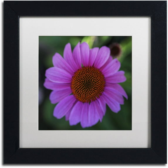 Trademark Fine Art Floral & Botanical Matted Framed Art ' Purple Coneflower ' by Kurt Shaffer
