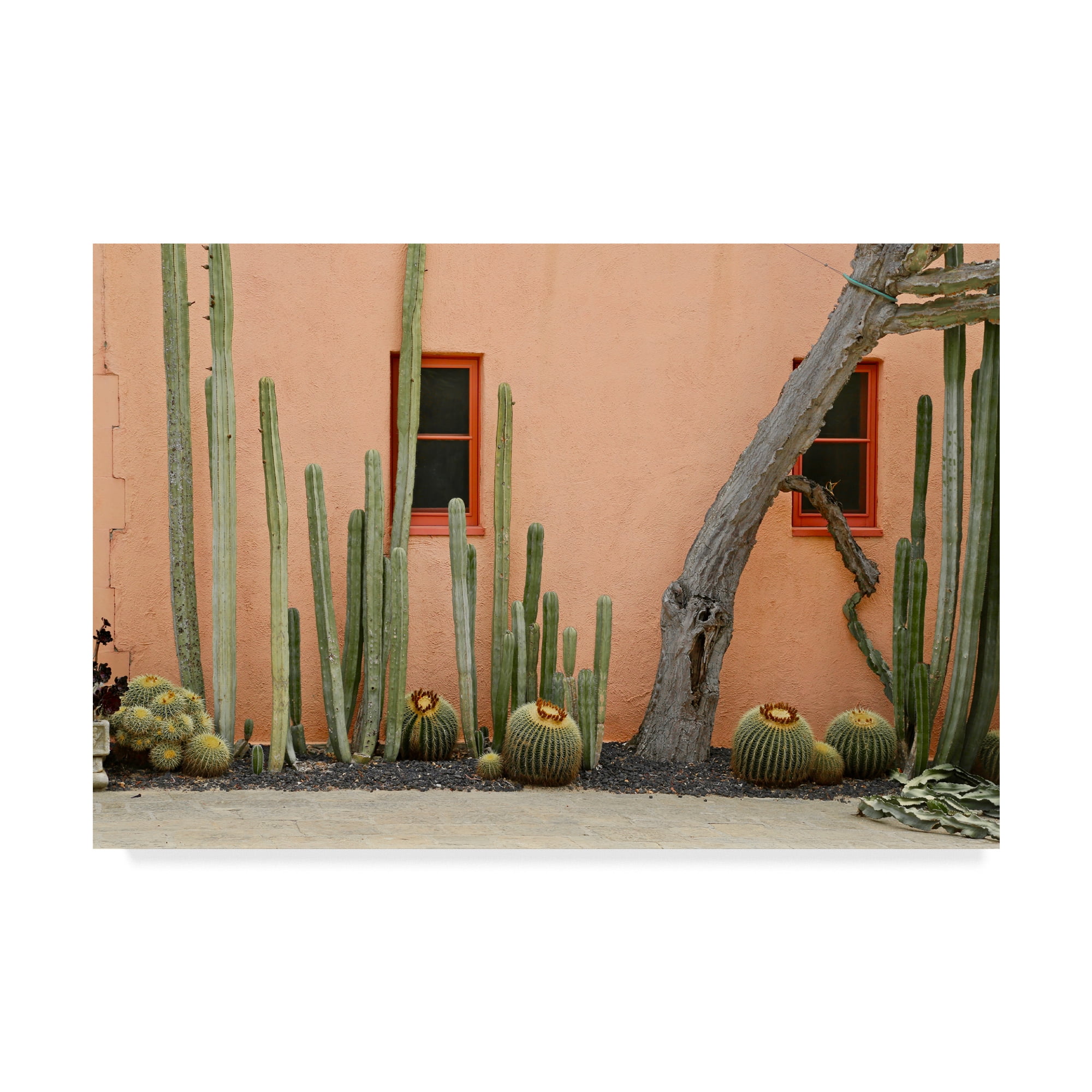 Trademark Fine Art Floral Canvas Art ' Adobe Cact2 ' by School