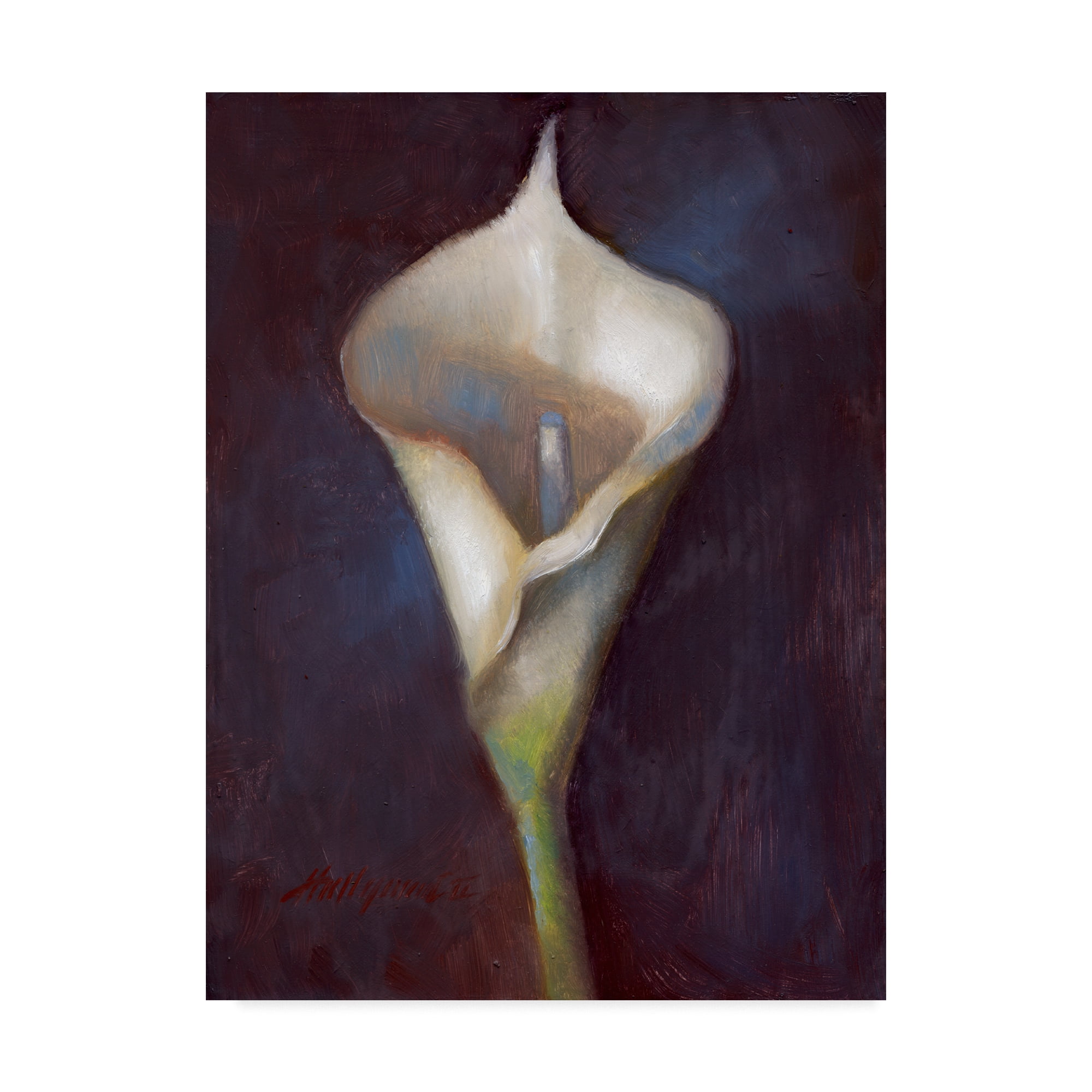 Trademark Fine Art Floral Canvas Art ' Calla Lily White ' by Hall Groat Ii