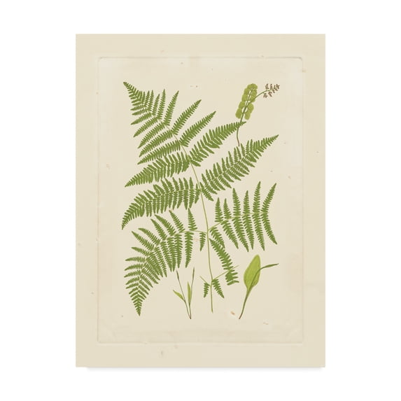 Trademark Fine Art Floral Canvas Art ' Ferns With Platemark I ' by Vision Studio