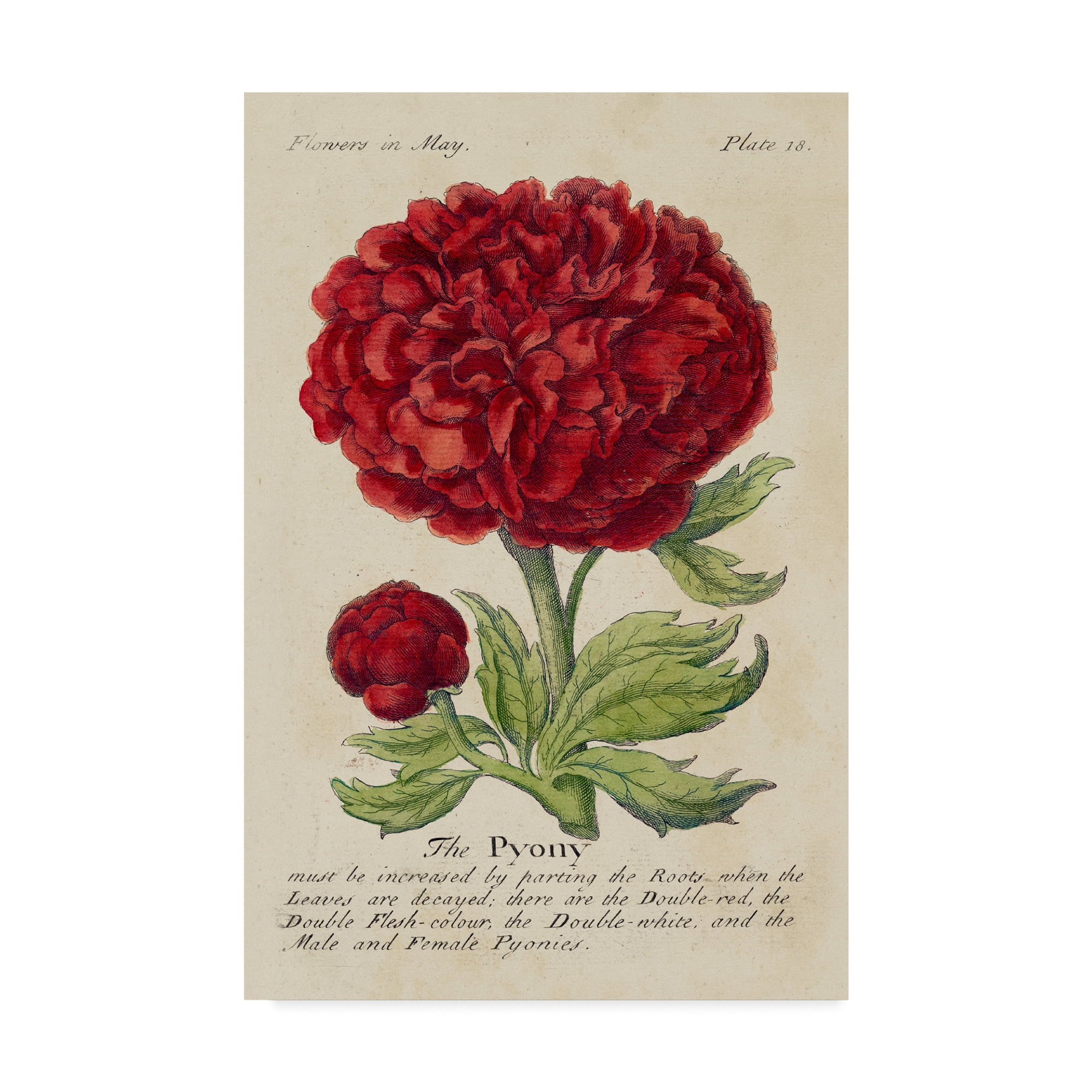 Trademark Fine Art Floral Canvas Art ' Gardeners Guide Iii ' by Unknown