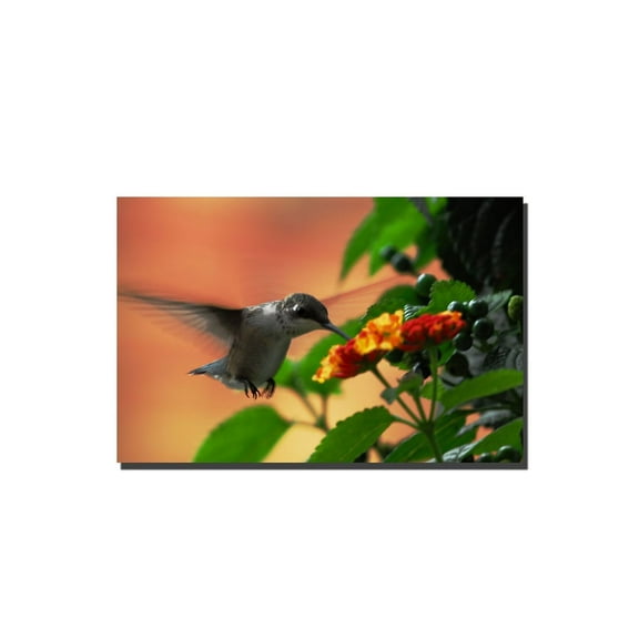 Trademark Fine Art Floral Canvas Art ' Hungry Hummingbird ' by Kurt Shaffer