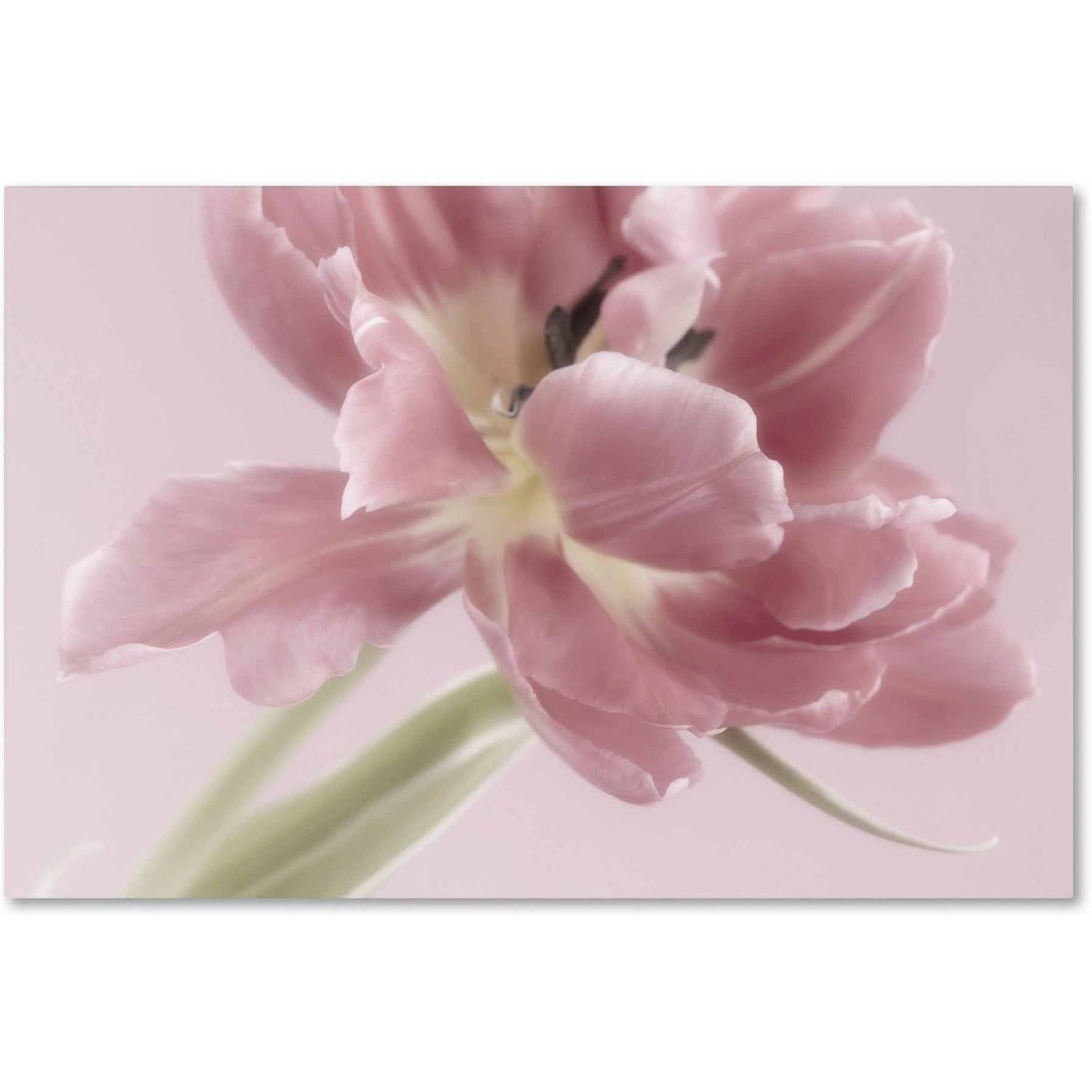 Trademark Fine Art Floral Canvas Art ' Soft Pink Tulip ' by Cora Niele