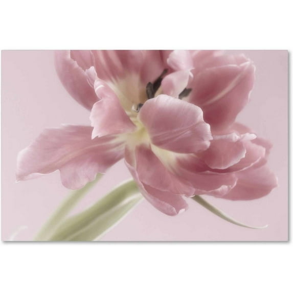 Trademark Fine Art Floral Canvas Art ' Soft Pink Tulip ' by Cora Niele