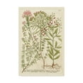 thumbnail image 1 of Trademark Fine Art Floral Canvas Art ' Weinmanns Garden I ' by Johann Weinmann, 1 of 4