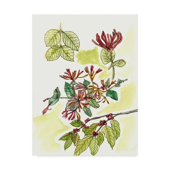 Trademark Fine Art 'Floral Field Notes IV' Canvas Art by Melissa Wang