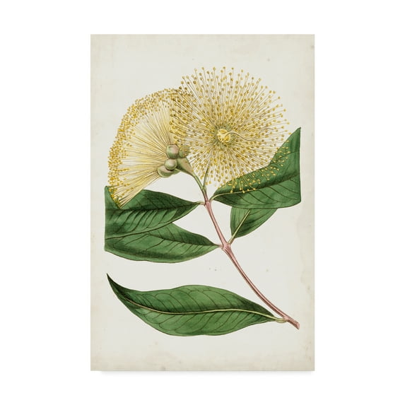 Trademark Fine Art 'Floral Lace I' Canvas Art by Curtis