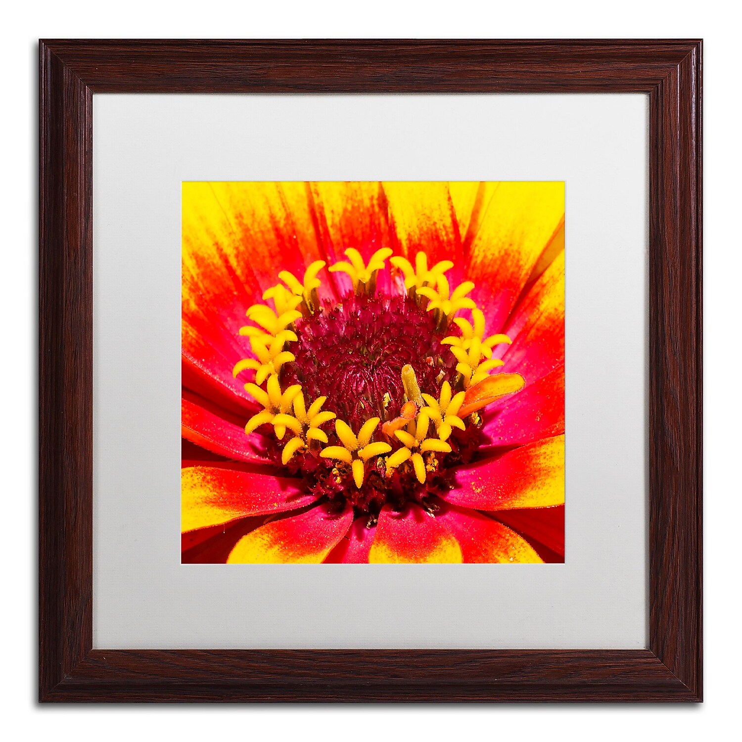 Trademark Fine Art "Floral Mass Coronal Ejection" Canvas Art by Kurt Shaffer, White Matte, Wood Frame