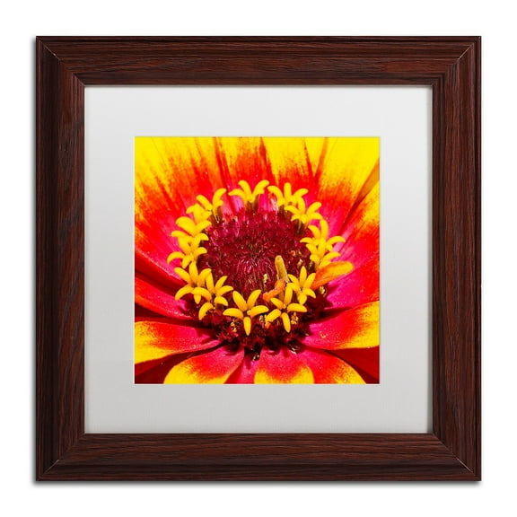 Trademark Fine Art "Floral Mass Coronal Ejection" Canvas Art by Kurt Shaffer, White Matte, Wood Frame