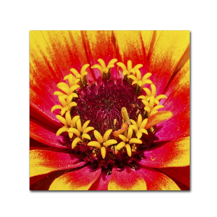 Trademark Fine Art "Floral Mass Coronal Ejection" Canvas Art by Kurt Shaffer