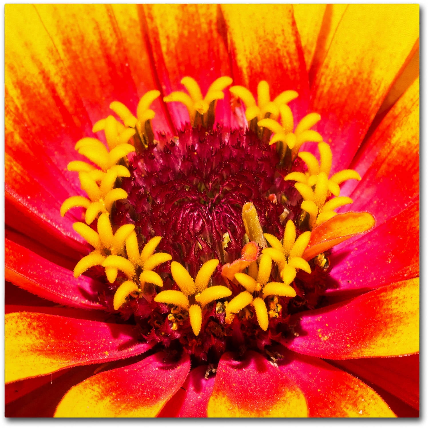 Trademark Fine Art "Floral Mass Coronal Ejection" Canvas Art by Kurt Shaffer