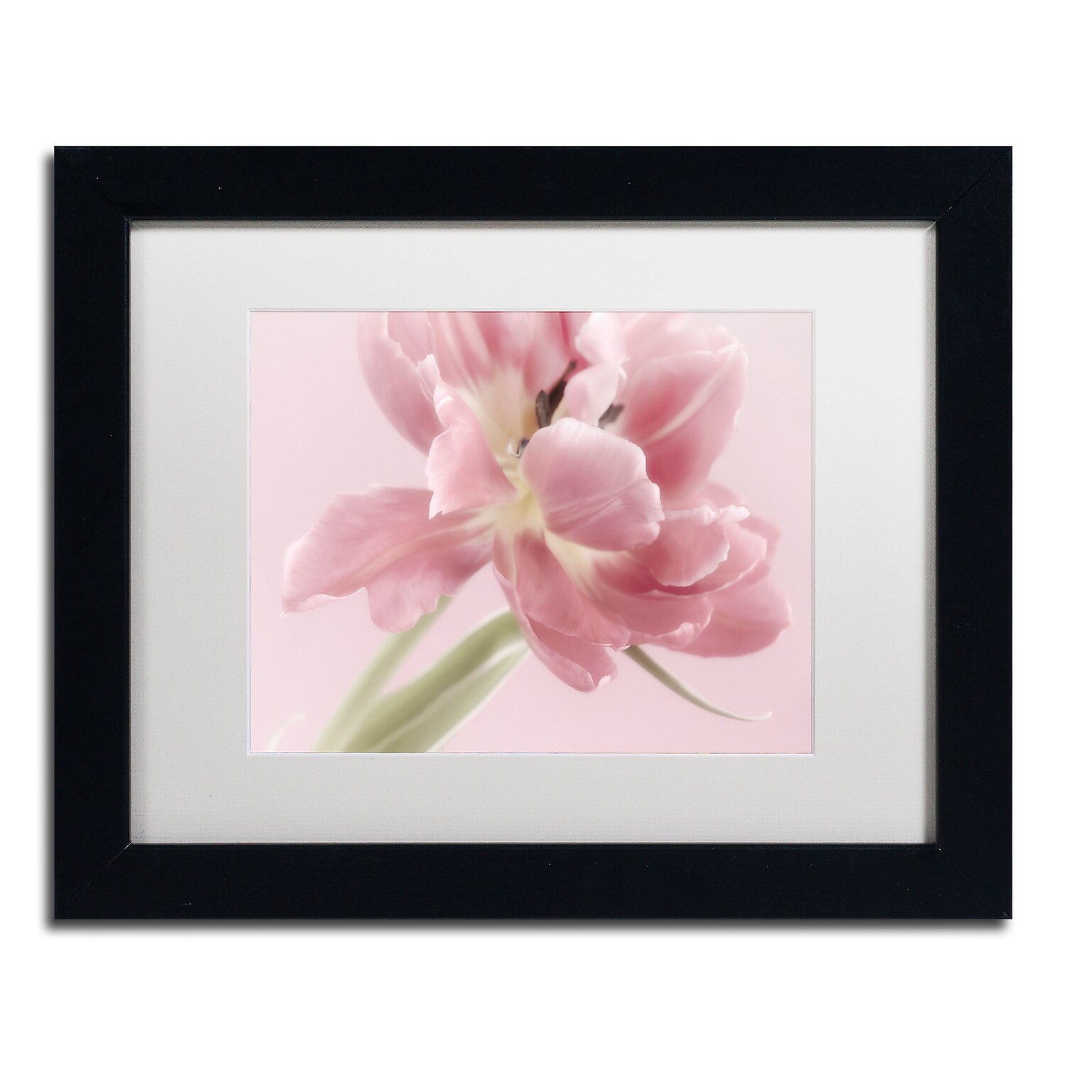 Trademark Fine Art Floral Matted Framed Art ' Soft Pink Tulip ' by Cora Niele