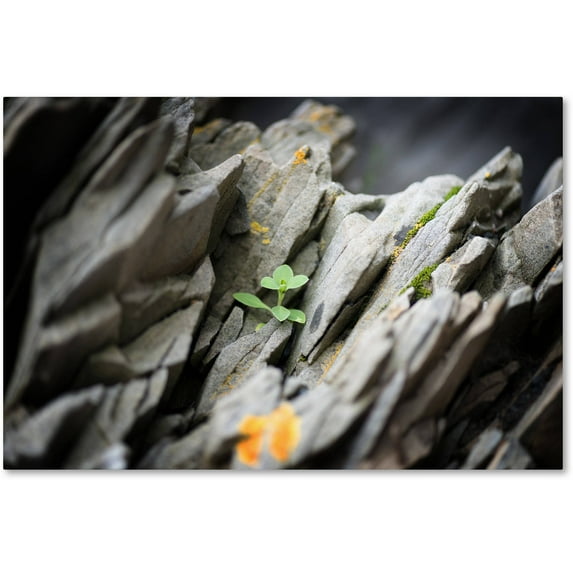 Trademark Fine Art "Floral On Mineral" Canvas Art by Philippe Sainte-Laudy