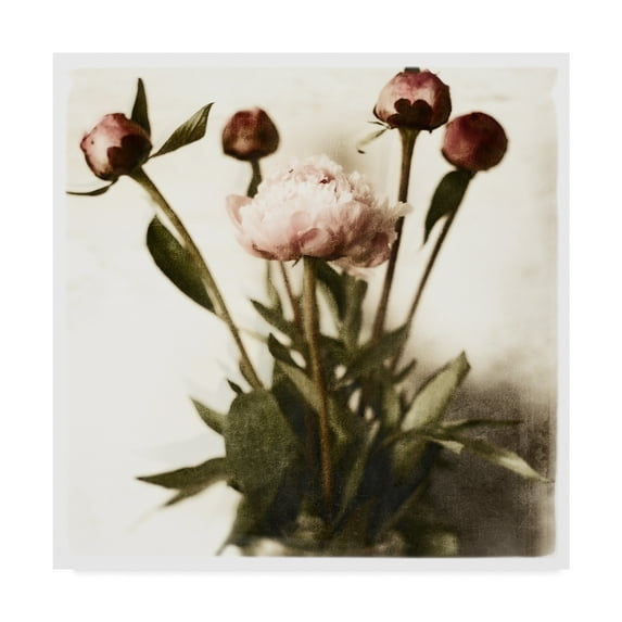 Trademark Fine Art 'Floral Peonies White Soft' Canvas Art by Michael Harrison