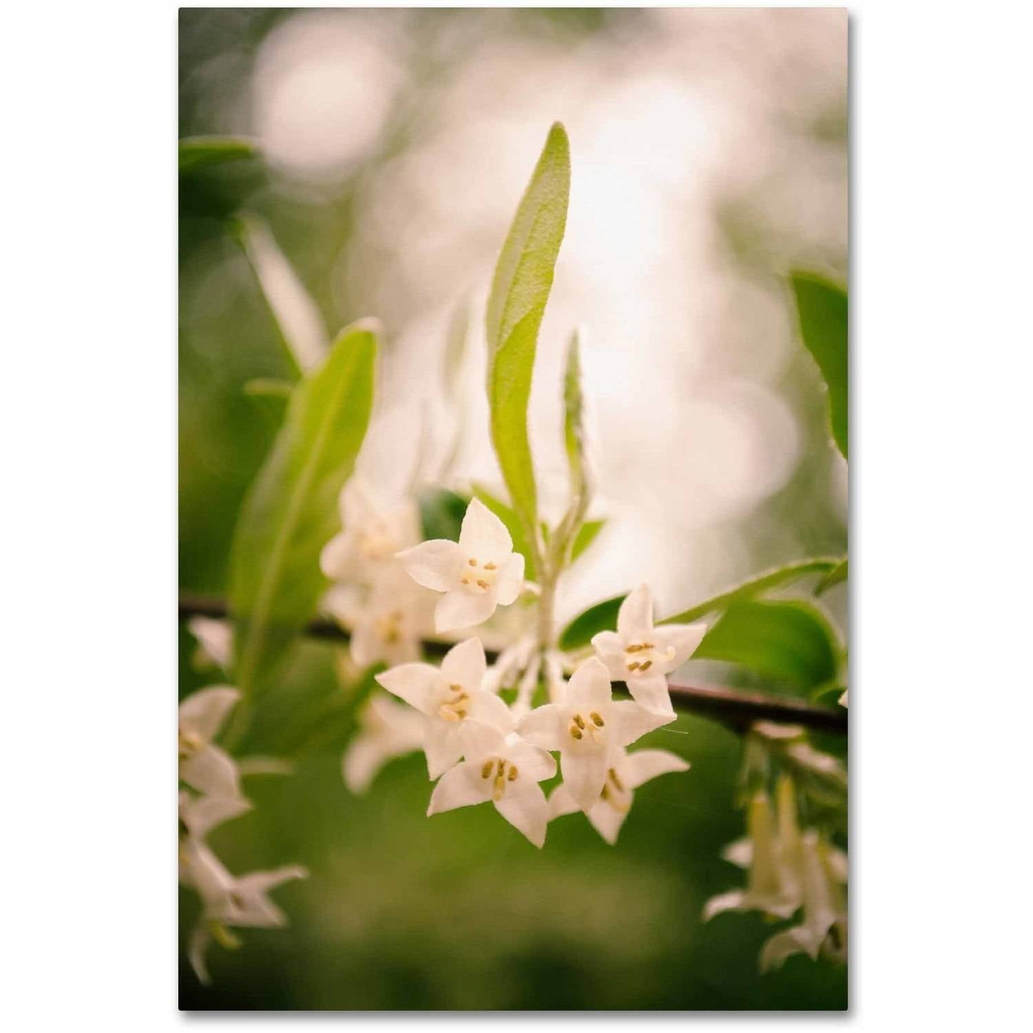 Trademark Fine Art 'Floral Tranquility' Canvas Art by PIPA Fine Art