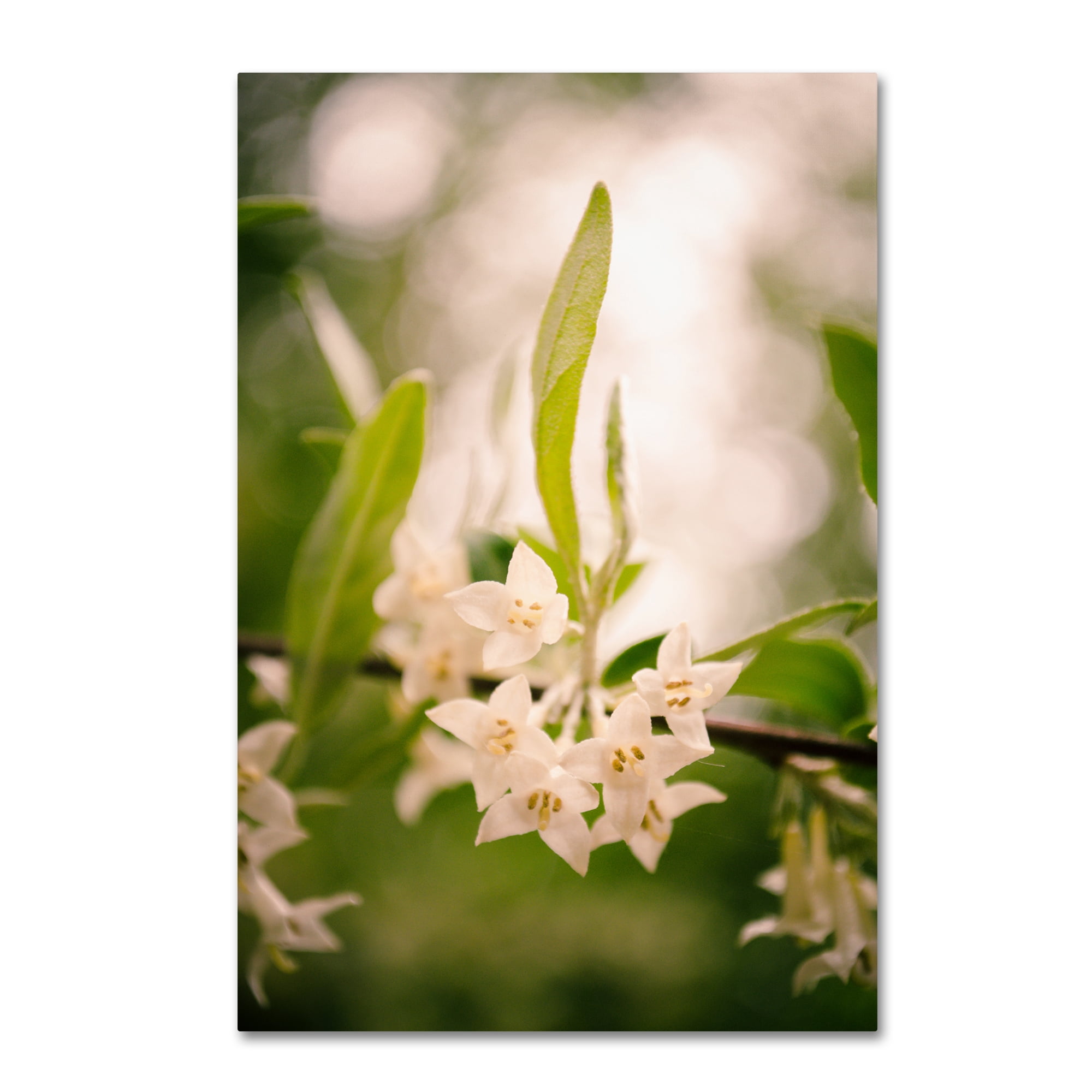PIPA Fine Art 'Floral Tranquility' Canvas Art 16 x 24