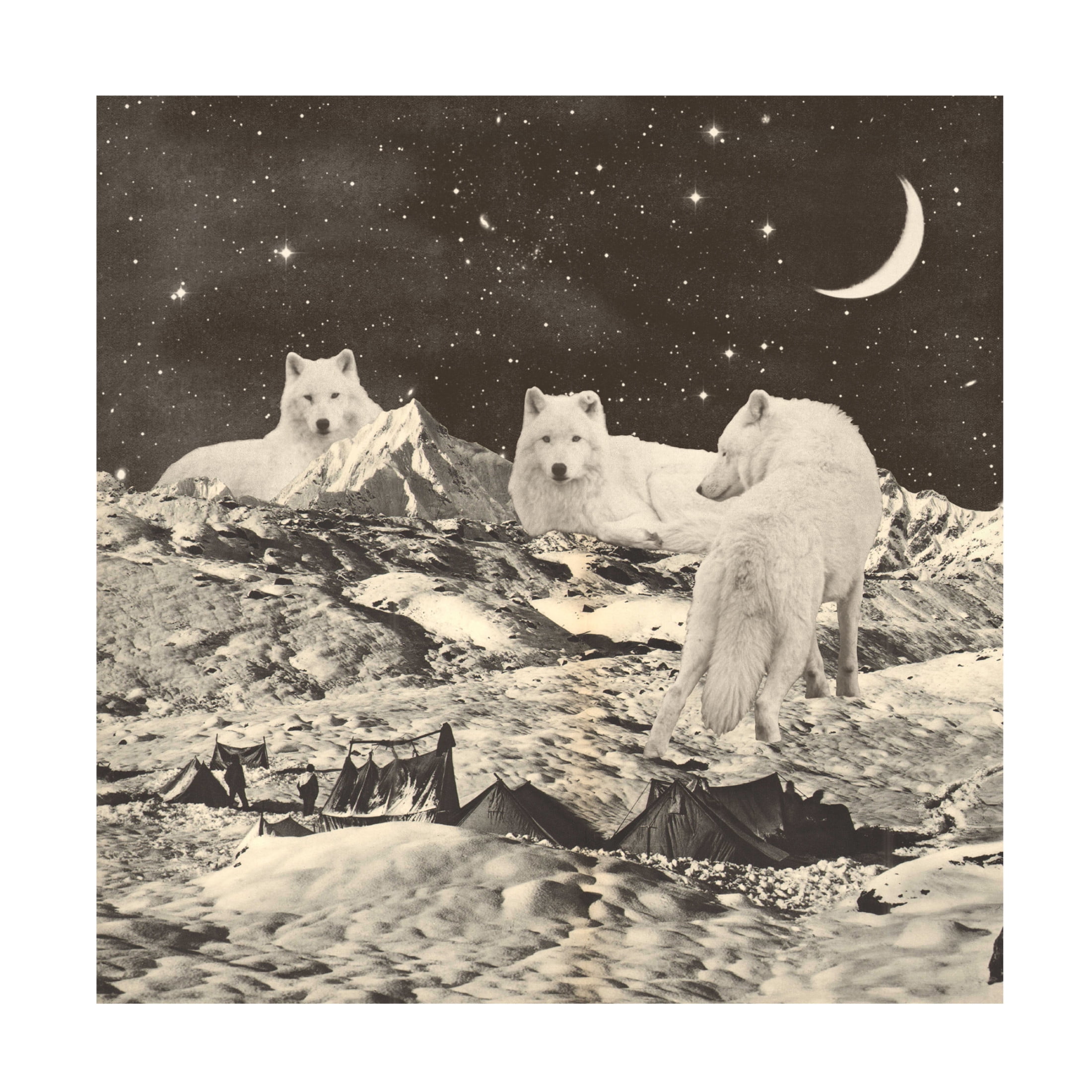 Trademark Fine Art Florent Bodart Giant White Wolves Canvas Wall Art