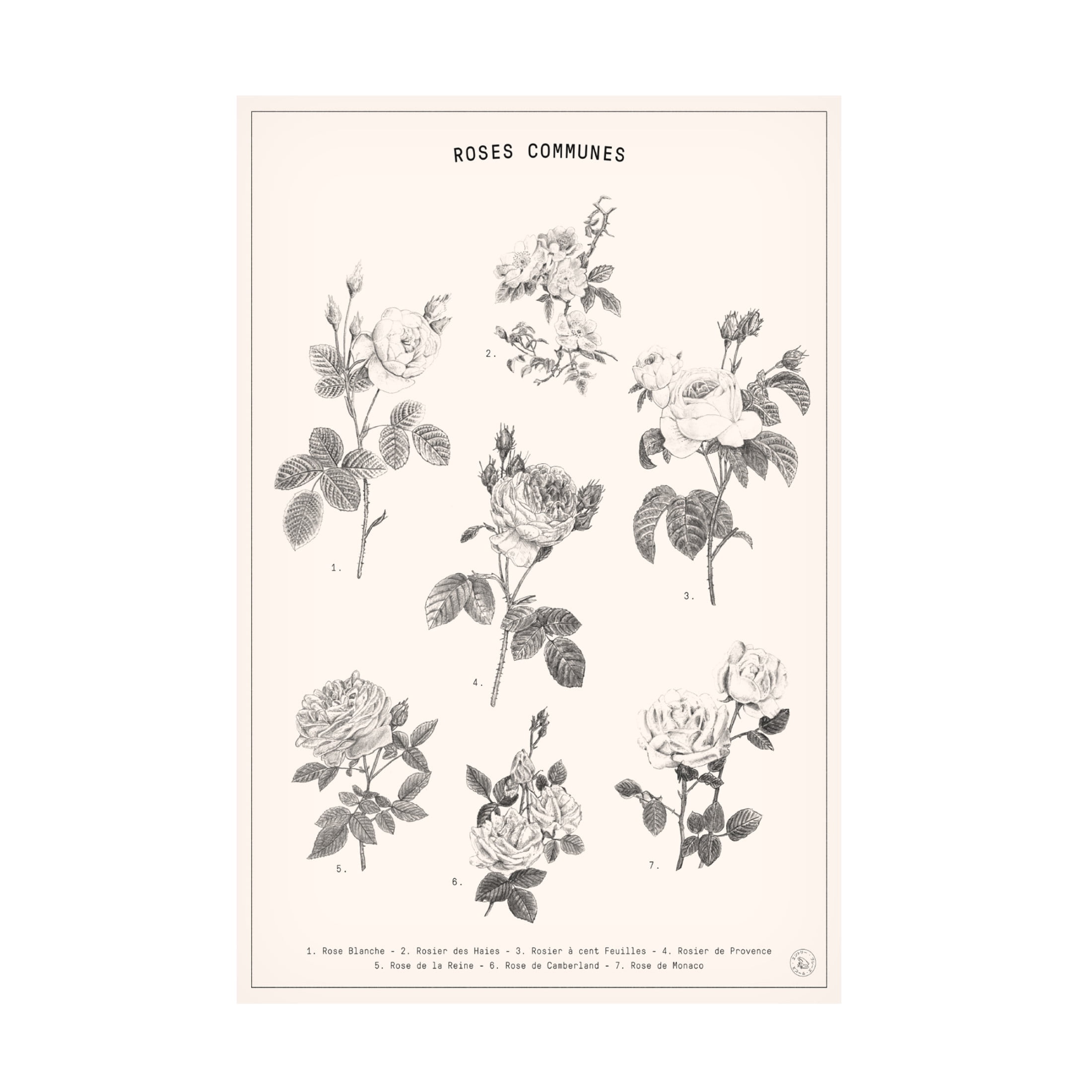 Trademark Fine Art Florent Bodart Roses Canvas Wall Art