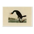 thumbnail image 1 of Trademark Fine Art 'Florida Cormorantplate 252' Canvas Art by Audubon, 1 of 3