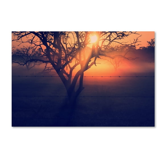 Trademark Fine Art 'Florida Morning Groves' Canvas Art by Patty Tuggle