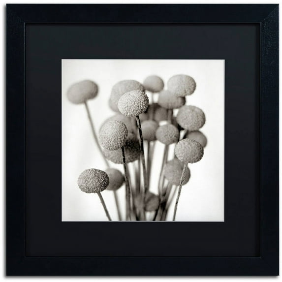 Trademark Fine Art "Florison 33" Canvas Art by Alan Blaustein, Black Matte, Black Frame