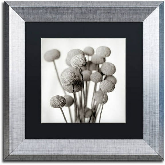 Trademark Fine Art "Florison 33" Canvas Art by Alan Blaustein, Black Matte, Silver Frame